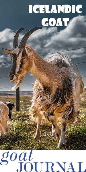 icelandic-goat